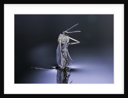 Culex pipiens (common house mosquito) - emerging (d8) by Anonymous