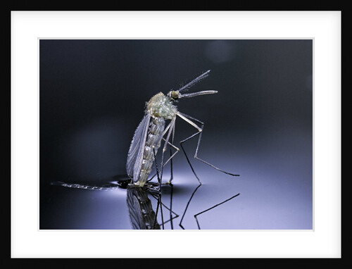 Culex pipiens (common house mosquito) - emerging (d9) by Anonymous