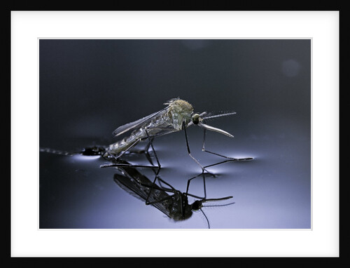 Culex pipiens (common house mosquito) - emerging (d10) by Anonymous