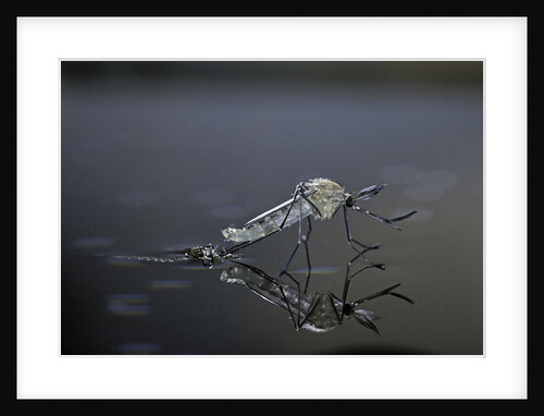Culex pipiens (common house mosquito) - emerging (d11) by Anonymous