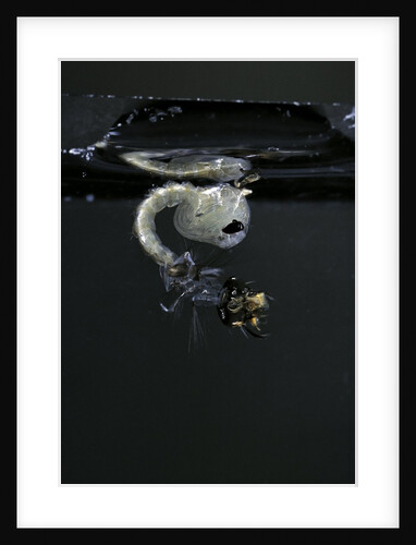 Culex pipiens (common house mosquito) - emerging of the pupa by Anonymous
