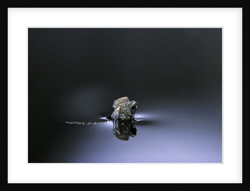 Culex pipiens (common house mosquito) - emerging (d3) by Anonymous