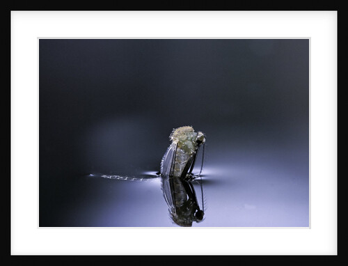Culex pipiens (common house mosquito) - emerging (d4) by Anonymous
