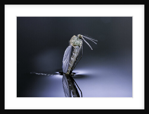 Culex pipiens (common house mosquito) - emerging (d7) by Anonymous