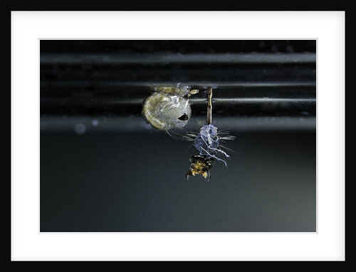 Culex pipiens (common house mosquito) - emerging of the pupa by Anonymous