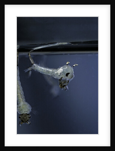 Culex pipiens (common house mosquito) - emerging of the pupa by Anonymous