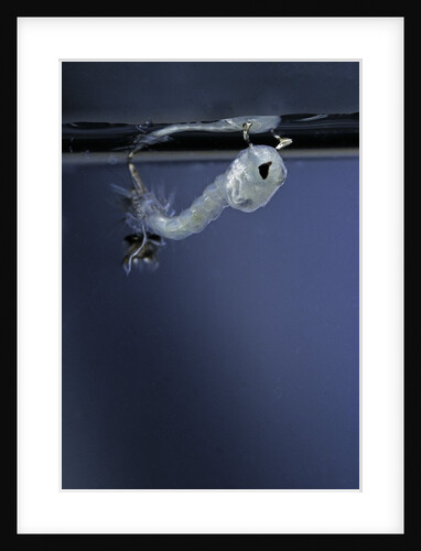 Culex pipiens (common house mosquito) - emerging of the pupa by Anonymous