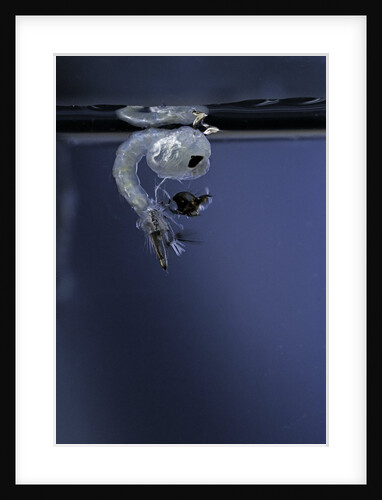 Culex pipiens (common house mosquito) - emerging of the pupa by Anonymous