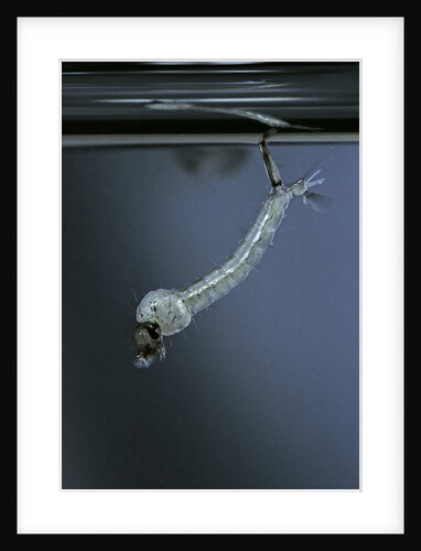 Culex pipiens (common house mosquito) - emerging of the pupa by Anonymous