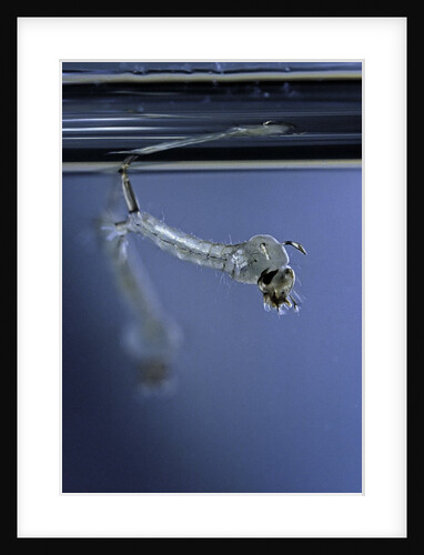 Culex pipiens (common house mosquito) - emerging of the pupa by Anonymous