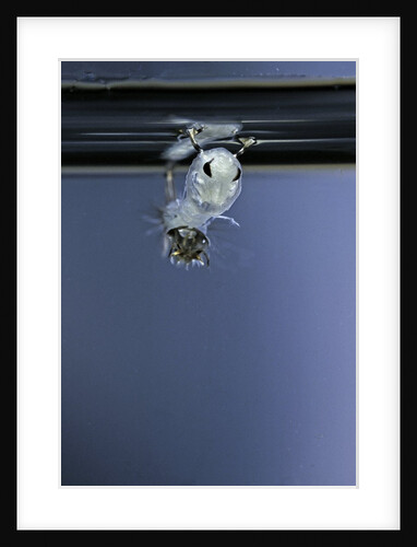 Culex pipiens (common house mosquito) - emerging of the pupa by Anonymous