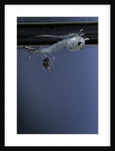 Culex pipiens (common house mosquito) - emerging of the pupa by Anonymous