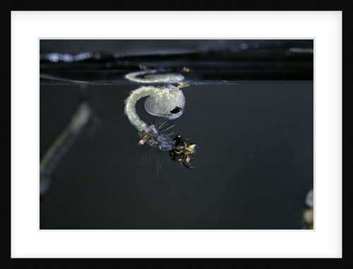 Culex pipiens (common house mosquito) - emerging of the pupa by Anonymous