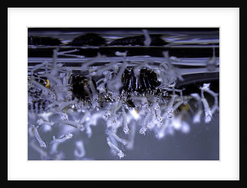 Culex pipiens (common house mosquito) - emerging of the larvae by Anonymous