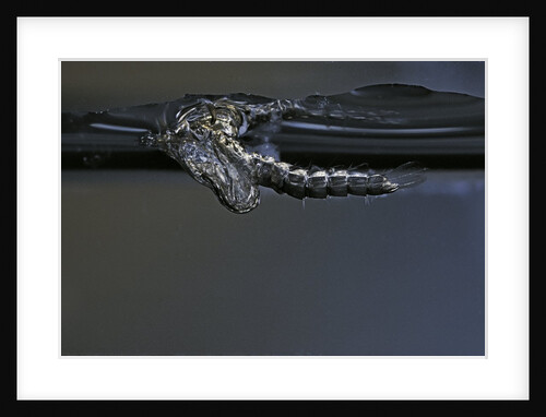 Culex pipiens (common house mosquito) - exuvia under the water surface by Anonymous