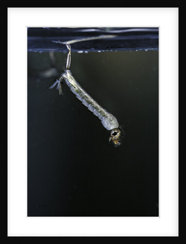 Culex pipiens (common house mosquito) - larva by Anonymous