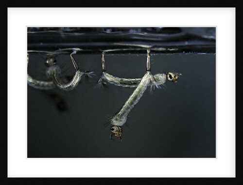 Culex pipiens (common house mosquito) - larvae by Anonymous