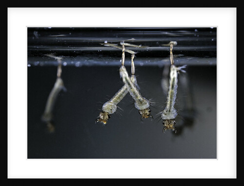 Culex pipiens (common house mosquito) - larvae by Anonymous