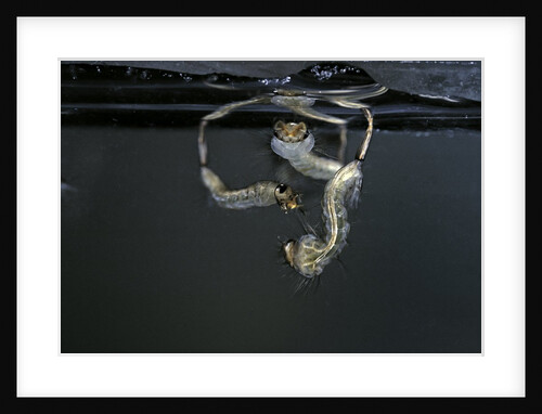 Culex pipiens (common house mosquito) - larvae by Anonymous