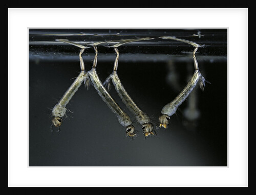 Culex pipiens (common house mosquito) - larvae by Anonymous