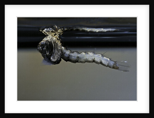 Culex pipiens (common house mosquito) - emerging from under the water surface by Anonymous
