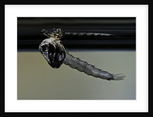Culex pipiens (common house mosquito) - emerging from under the water surface by Anonymous