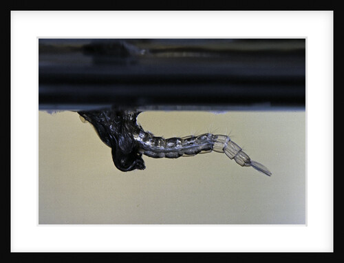 Culex pipiens (common house mosquito) - emerging from under the water surface by Anonymous