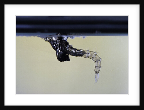 Culex pipiens (common house mosquito) - emerging from under the water surface by Anonymous
