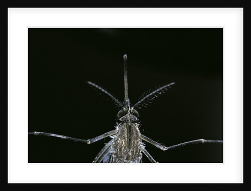 Culex pipiens (common house mosquito) - female by Anonymous
