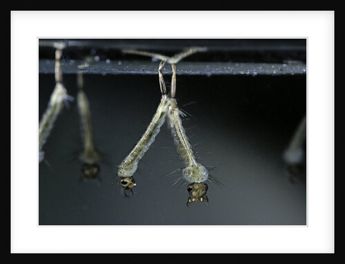 Culex pipiens (common house mosquito) - larvae by Anonymous
