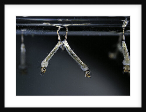 Culex pipiens (common house mosquito) - larvae by Anonymous