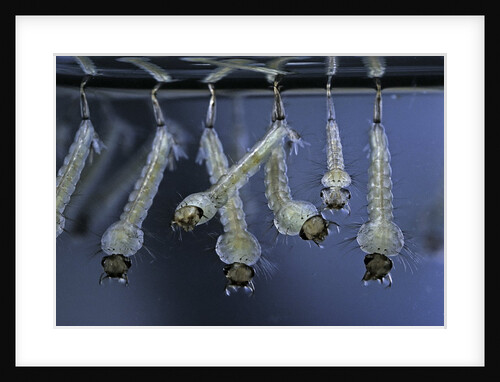 Culex pipiens (common house mosquito) - larvae by Anonymous