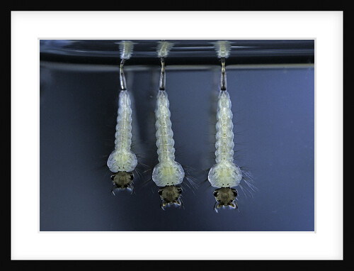 Culex pipiens (common house mosquito) - larvae by Anonymous