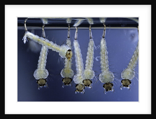Culex pipiens (common house mosquito) - larvae by Anonymous