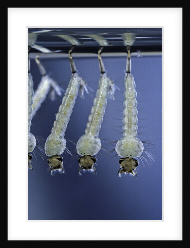Culex pipiens (common house mosquito) - larvae by Anonymous