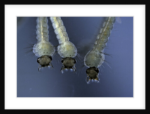 Culex pipiens (common house mosquito) - larvae by Anonymous