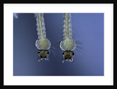 Culex pipiens (common house mosquito) - larvae by Anonymous