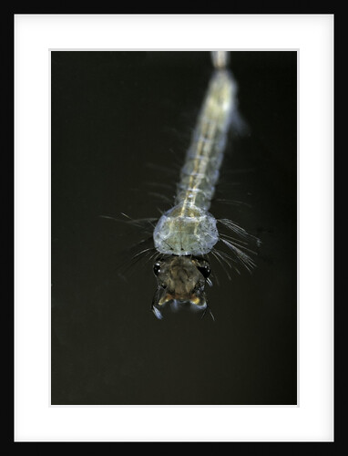 Culex pipiens (common house mosquito) - larva by Anonymous