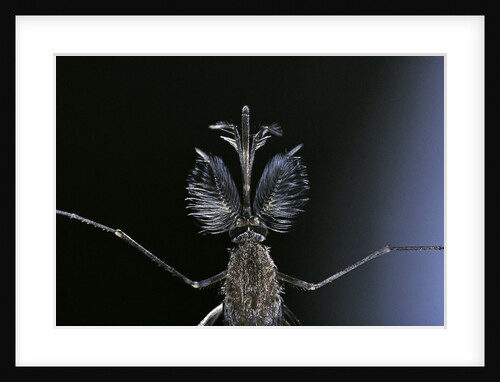 Culex pipiens (common house mosquito) - male by Anonymous