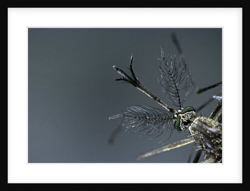 Culex pipiens (common house mosquito) - male by Anonymous