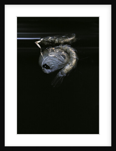 Culex pipiens (common house mosquito) - pupa by Anonymous