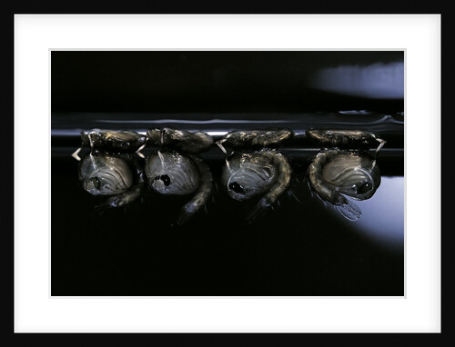 Culex pipiens (common house mosquito) - pupae by Anonymous