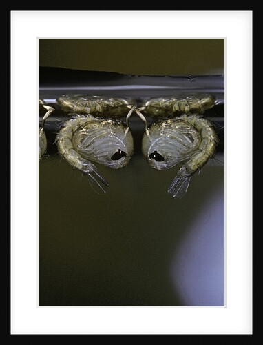 Culex pipiens (common house mosquito) - pupae by Anonymous