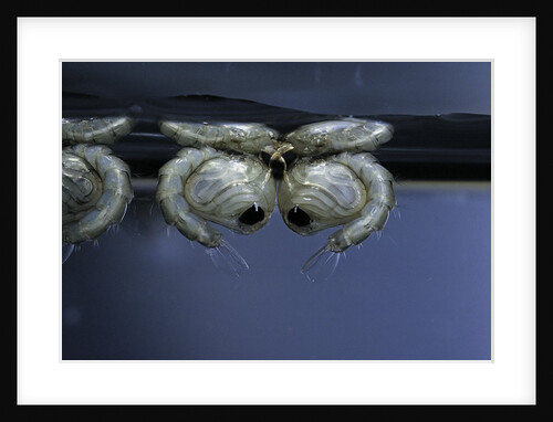 Culex pipiens (common house mosquito) - pupae by Anonymous