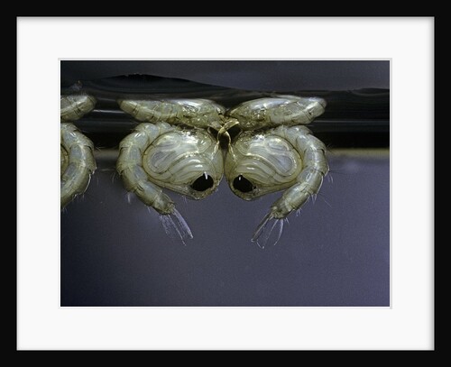 Culex pipiens (common house mosquito) - pupae by Anonymous