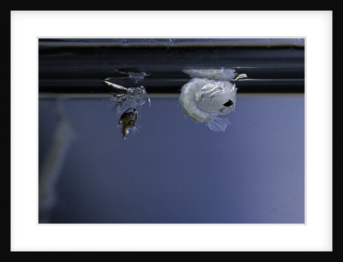 Culex pipiens (common house mosquito) - pupa newly emerged from larva by Anonymous
