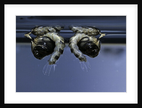 Culex pipiens (common house mosquito) - old pupae by Anonymous