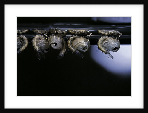 Culex pipiens (common house mosquito) - pupae by Anonymous
