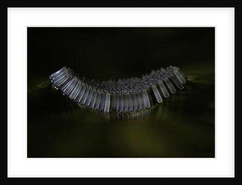 Culex pipiens (common house mosquito) - eggs floating on water surface by Anonymous