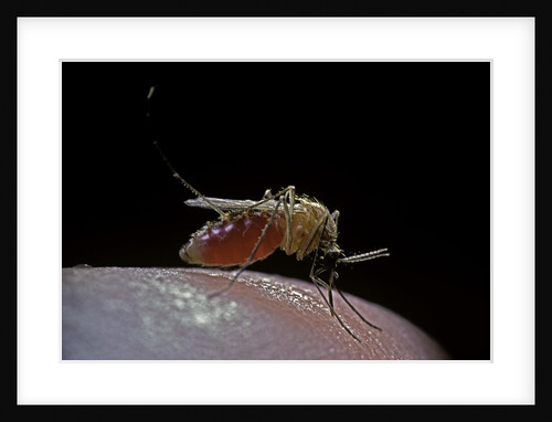 Culex pipiens (common house mosquito) - biting by Anonymous